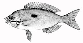 Spicara maena_claves.jpg